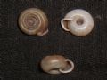 Helicodonta&nbsp;angigyra