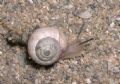 Cernuella&nbsp;aradasi