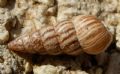 Cochlicella&nbsp;acuta