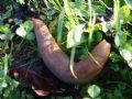 Limax&nbsp;sp.