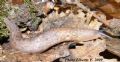 Limax&nbsp;bivonae