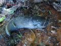Limax&nbsp;cinereoniger