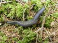 Limax&nbsp;cinereoniger