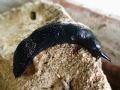 Limax&nbsp;cf ianninii