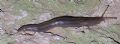 Limax&nbsp;sp.