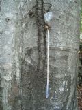 Limax&nbsp;punctulatus