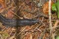 Limax&nbsp;cinereoniger