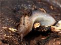 Lehmannia&nbsp;marginata