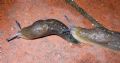 Limacus&nbsp;flavus