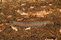 Limax&nbsp;bivonae