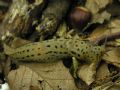 Limax&nbsp;maximus