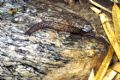 Limax&nbsp;maximus