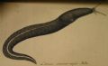 Limax&nbsp;cinereoniger Wolf 1803