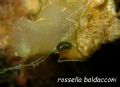 Placida&nbsp;viridis