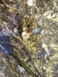 Nodilittorina&nbsp;punctata