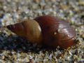 Lymnaea&nbsp;sp.