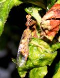 Mantispa&nbsp;styriaca