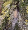 Mantispa&nbsp;sp.