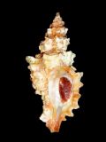 Muricopsis&nbsp;cristata