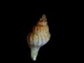 Houartiella&nbsp;alboranensis