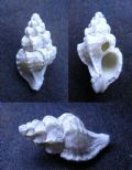 Dermomurex&nbsp;scalaroides