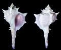 Bolinus&nbsp;brandaris var. nivea