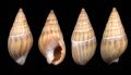 Nassarius&nbsp;nitidus