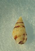 Nassarius&nbsp;louisi