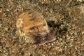 Natica&nbsp;haebraeus