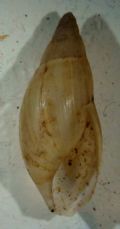 Poiretia&nbsp;dilatata