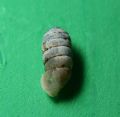 Sphyradium&nbsp;doliolum