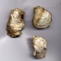 Crassostrea&nbsp;angulata