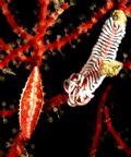Neosimnia&nbsp;illyrica