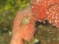 Aperiovula&nbsp;adriatica