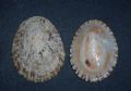 Patella&nbsp;nigra