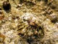 Patella&nbsp;ferruginea