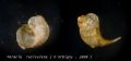 Peracle&nbsp;reticulata