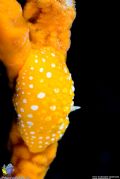 Phyllidia&nbsp;flava