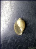 Physa(Physella)&nbsp;acuta