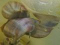 Physella&nbsp;acuta