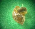 Physa (Physella)&nbsp;acuta