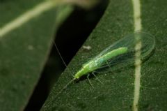 Chrysopidae