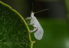 Coniopterygidae