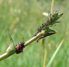 Hemerobiidae