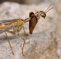 Mantispidae