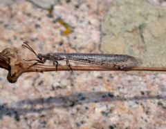 Myrmeleontidae