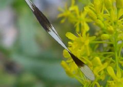 Nemopteridae