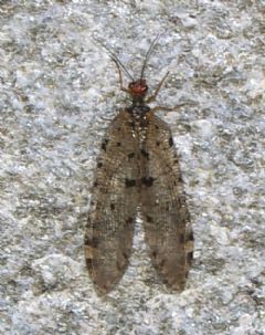 Osmylidae