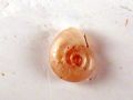 Gyraulus&nbsp;laevis ?