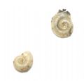 Planorbis&nbsp;cf moquini